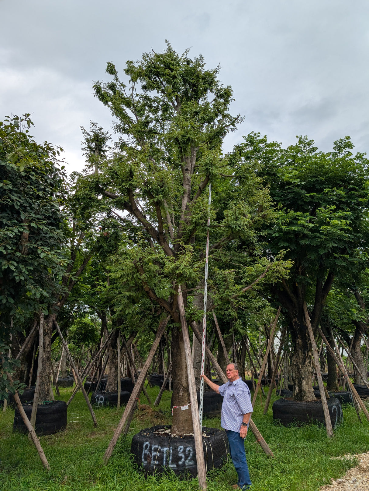 Tamarindus indica - Tamarind Tree