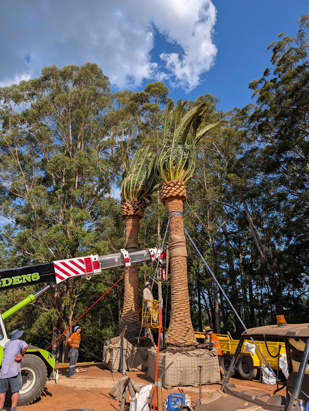 Phoenix canariensis - Canary Island Date Palm