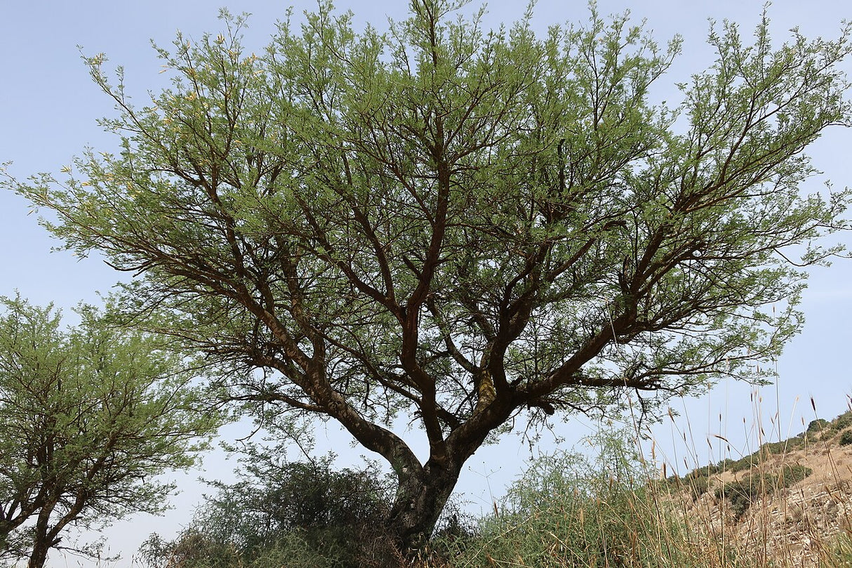 Faidherbia albida - White acacia