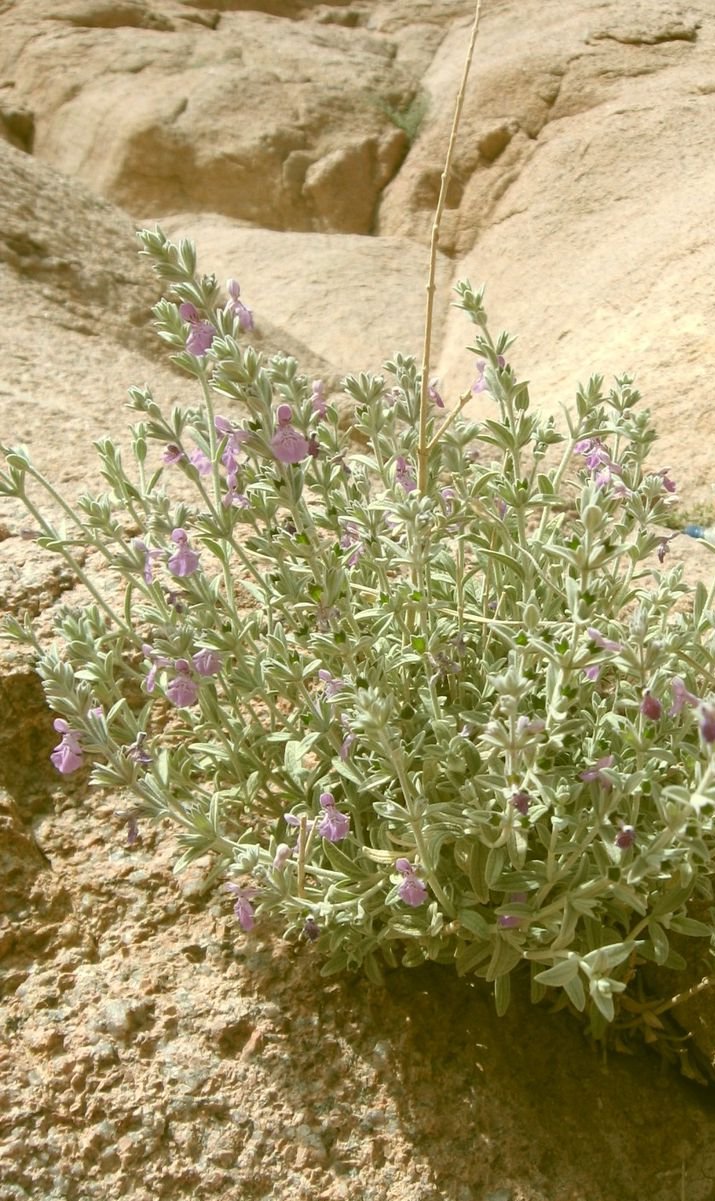 Stachys aegyptiaca - Egyptian Woundwort