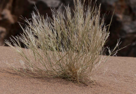 Stipagrostis plumosa - Plumed Grass