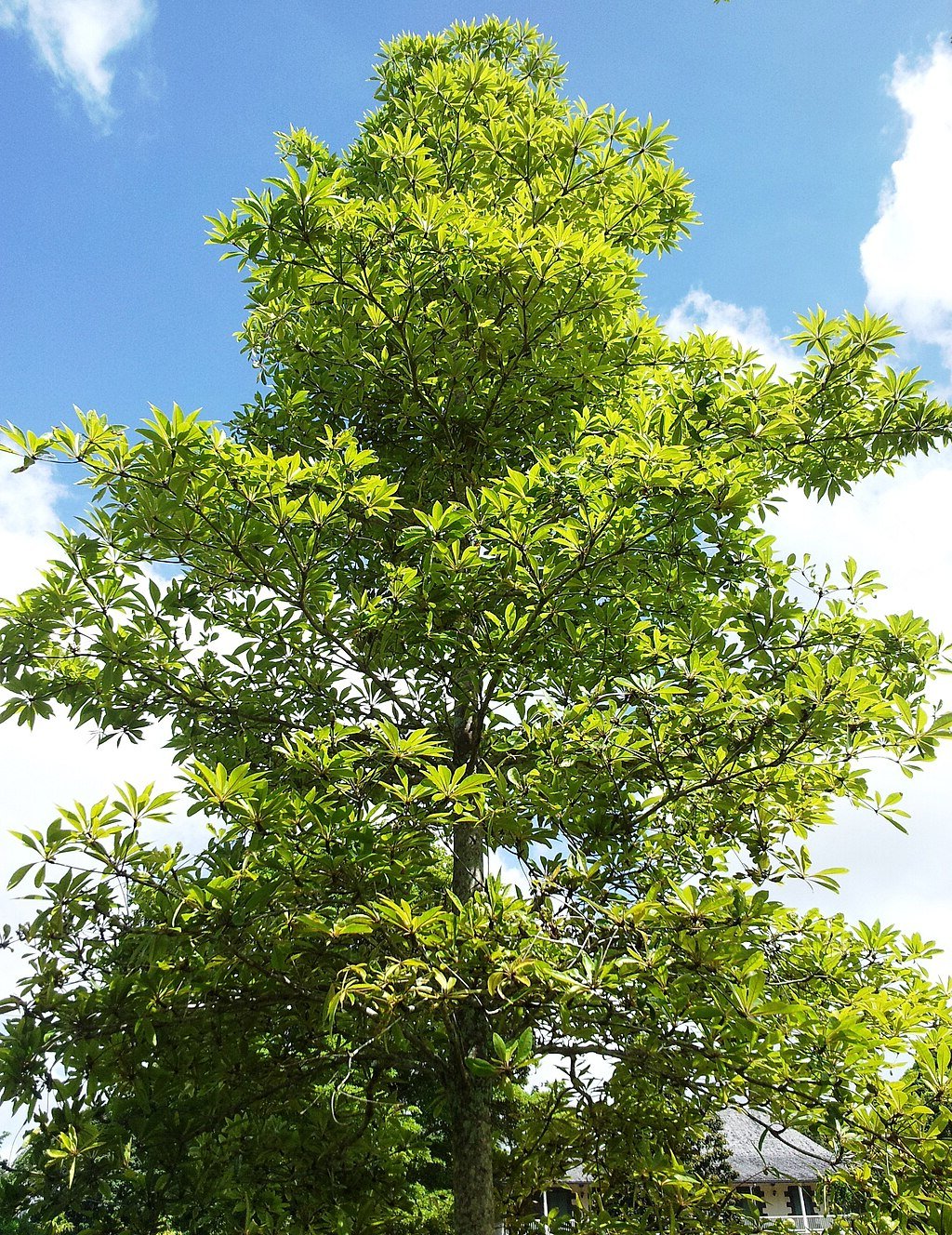Terminalia bentzoe - Benzoin Tree