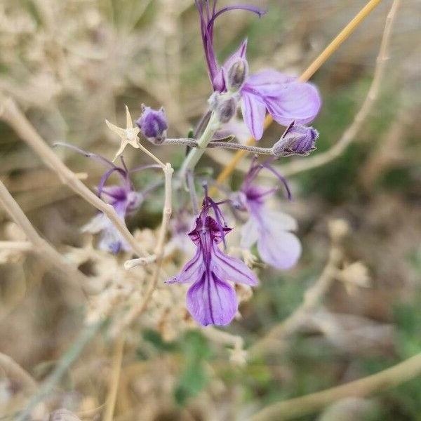 Teucrium oliverianum - Desert Germander