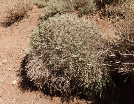 Thymus decussatus - Sinai Thyme