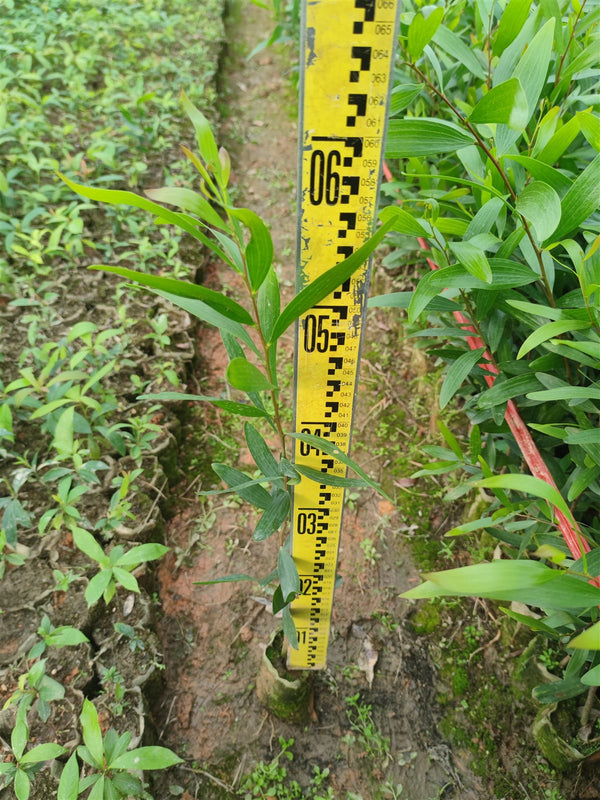 Acacia confusa - Taiwan Acacia