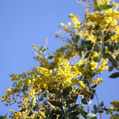 Queensland Silver Wattle - Acacia podalyriifolia - Brisbane Plant Nursery