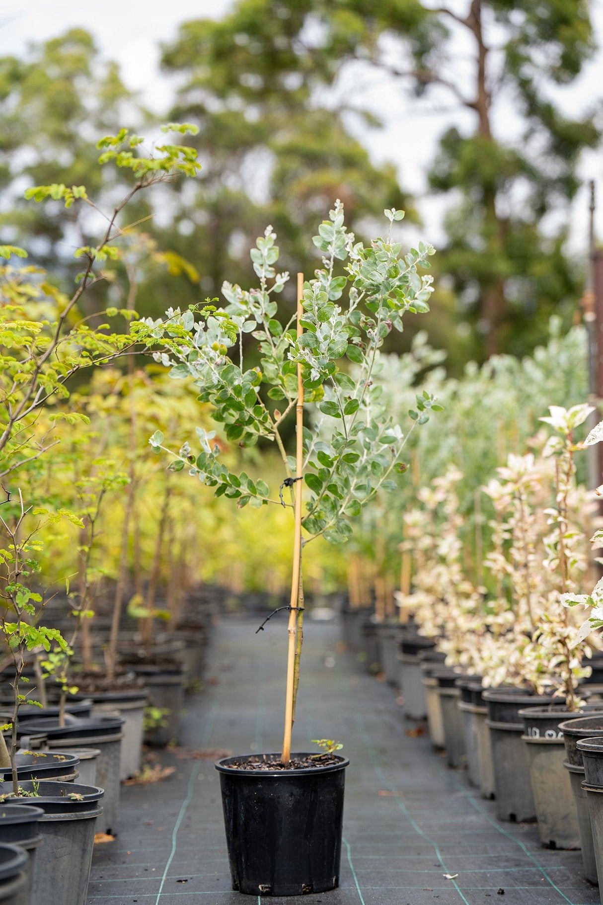 Queensland Silver Wattle - Acacia podalyriifolia - Brisbane Plant Nursery