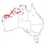 Acacia ampliceps - salt wattle