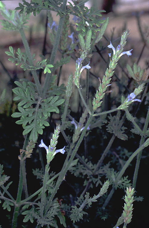 Lavandula pubescens - Downy Lavender