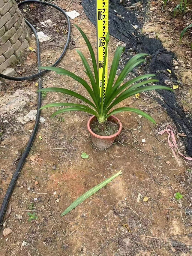Agapanthus africanus