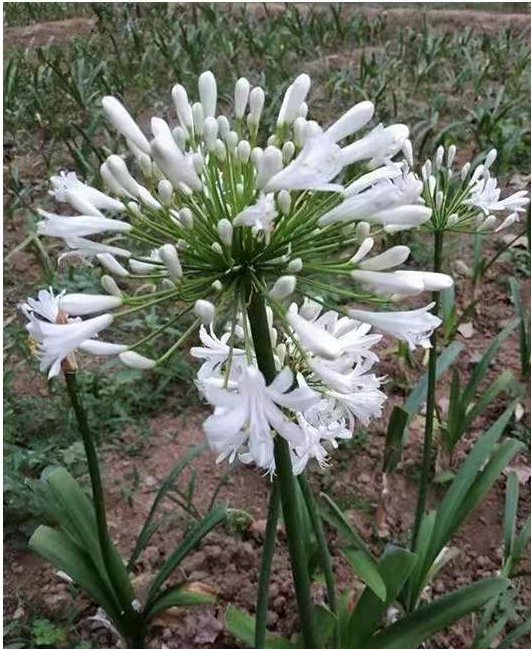 Agapanthus white