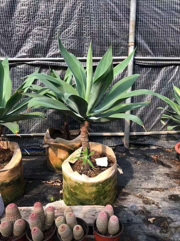 Agave attenuata