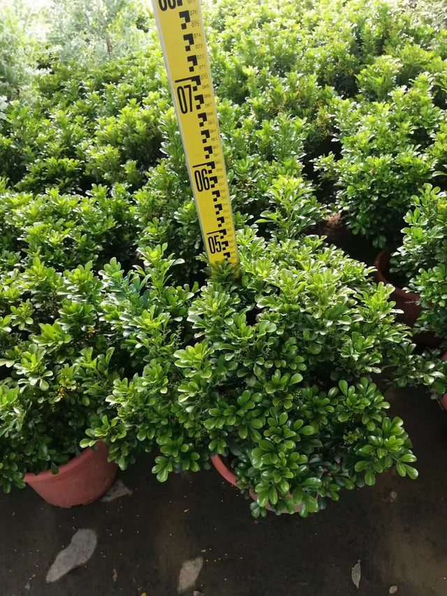 Aglaia odorata