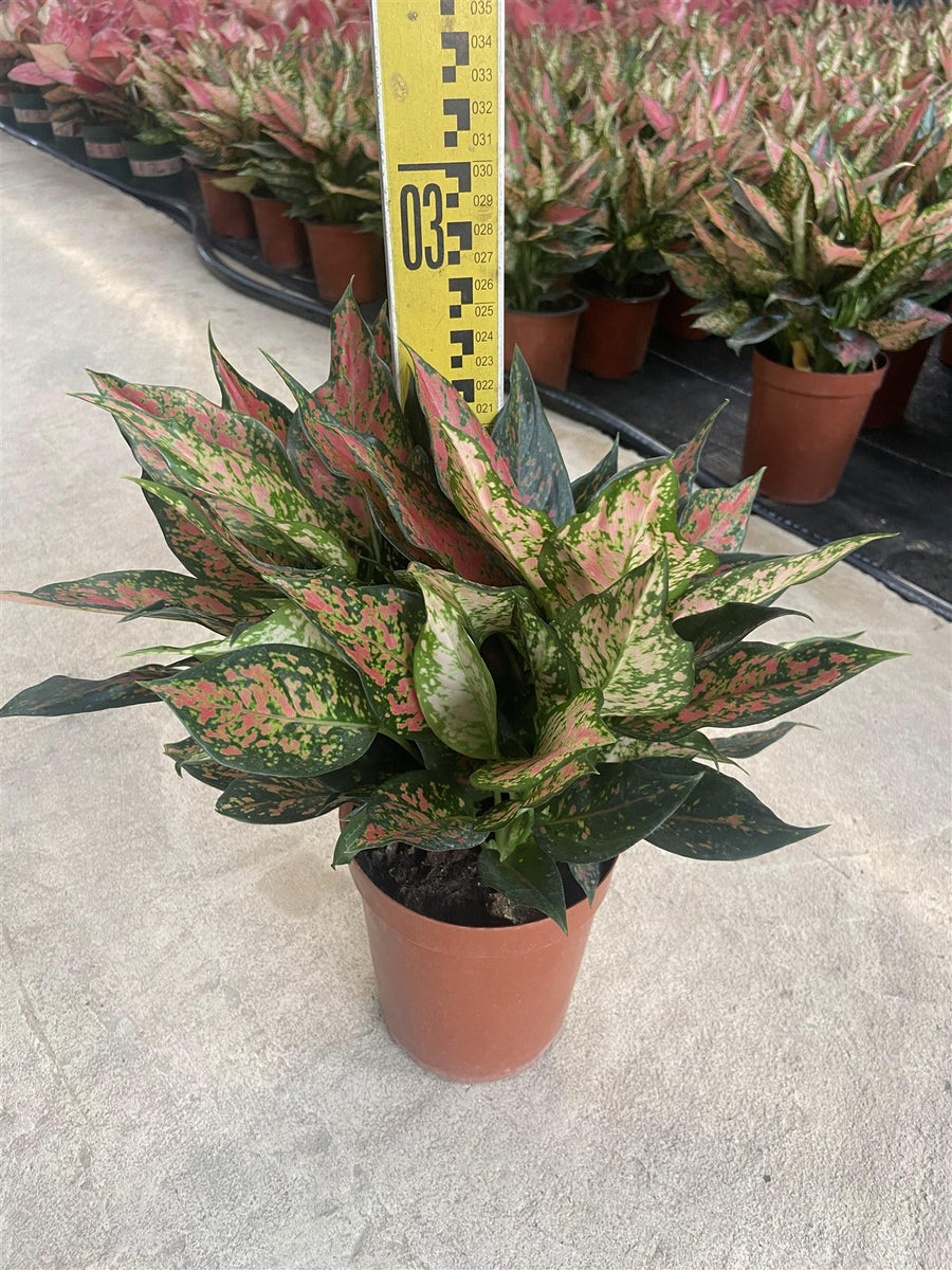 Aglaonema 'lady