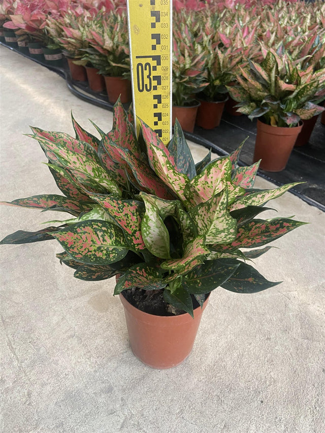 Aglaonema 'Lady Valentine' - Lady Valentine Aglaonema, potted plant measured for height against nursery stock