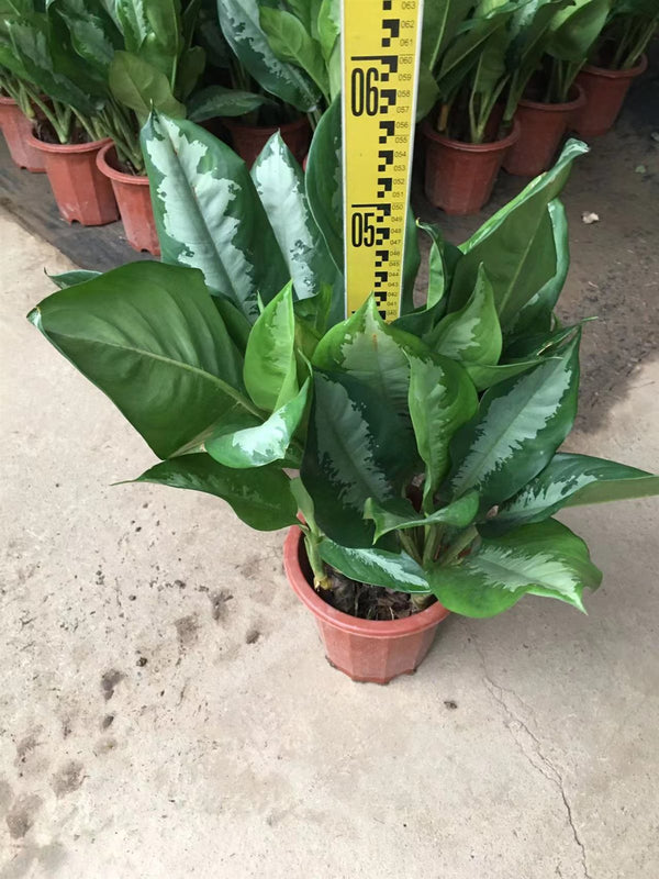 Aglaonema 'silver
