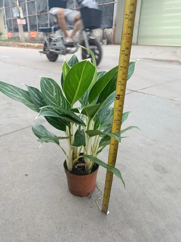 Aglaonema 'snow