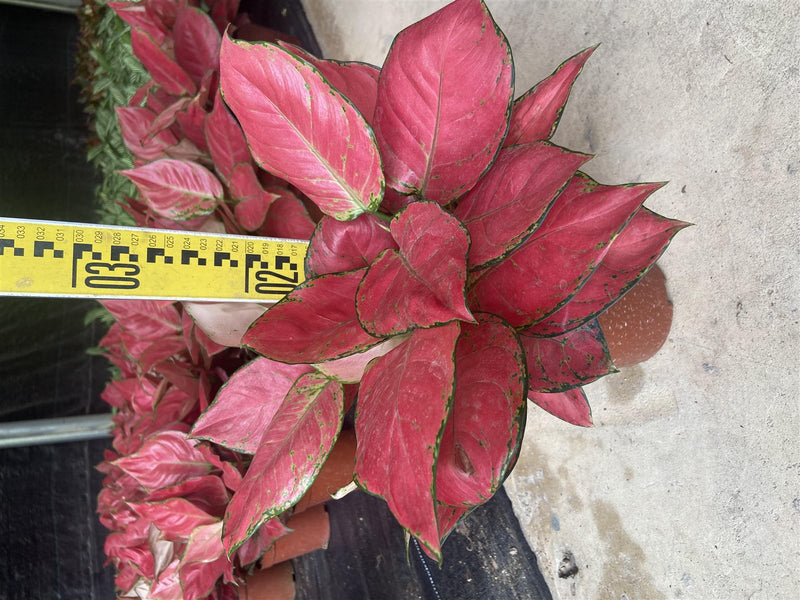 Aglaonema 'spitfire'