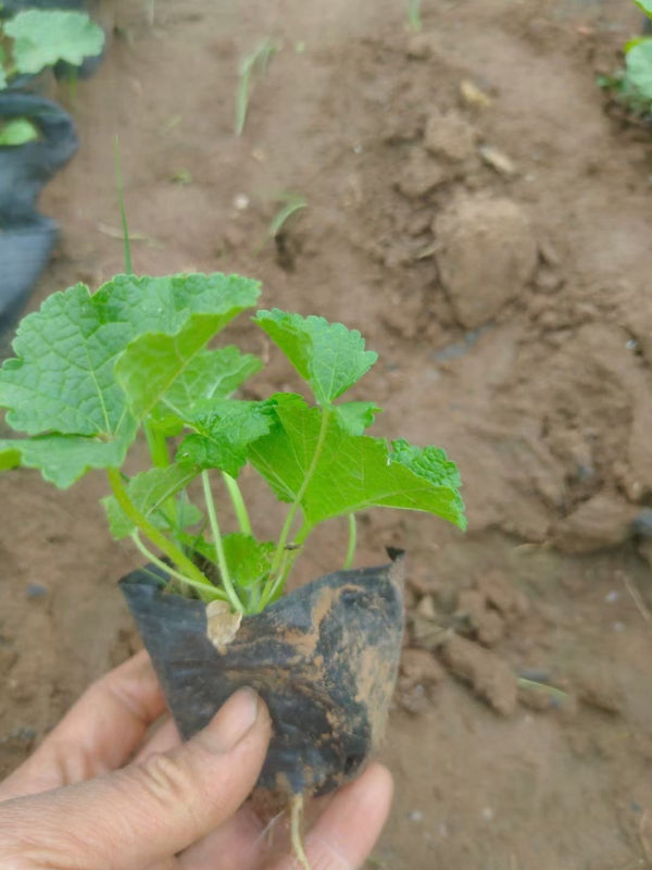 Alcea rosea
