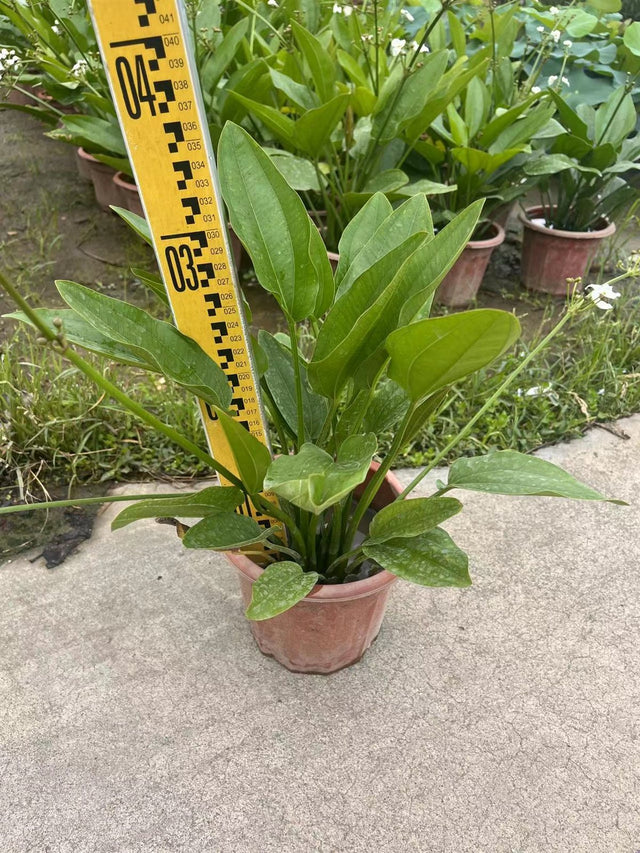 Alisma plantago