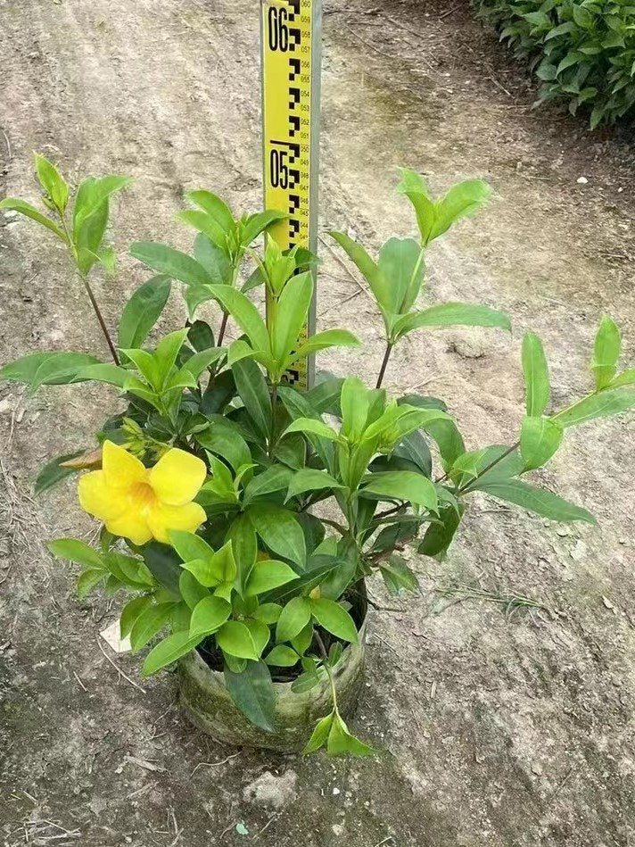 Allamanda cathartica