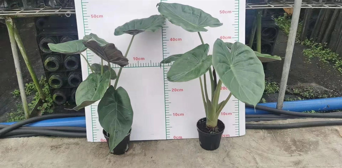 Alocasia hybrids