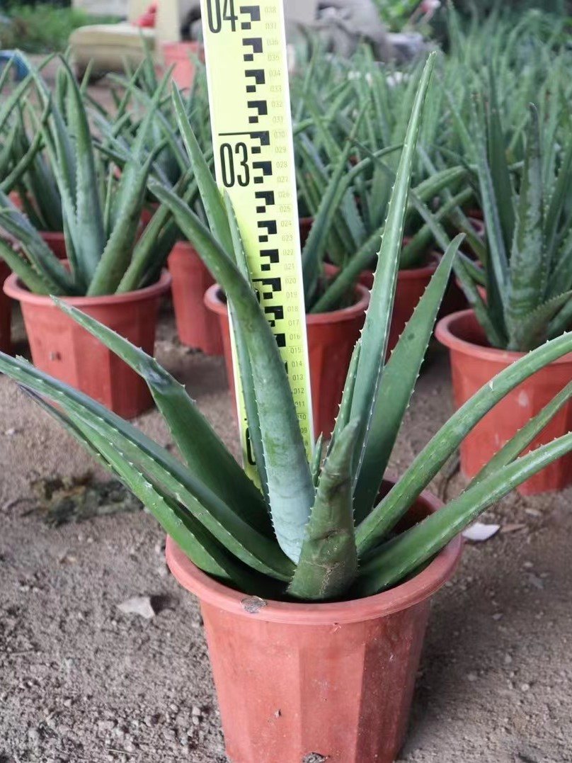 Aloe vera