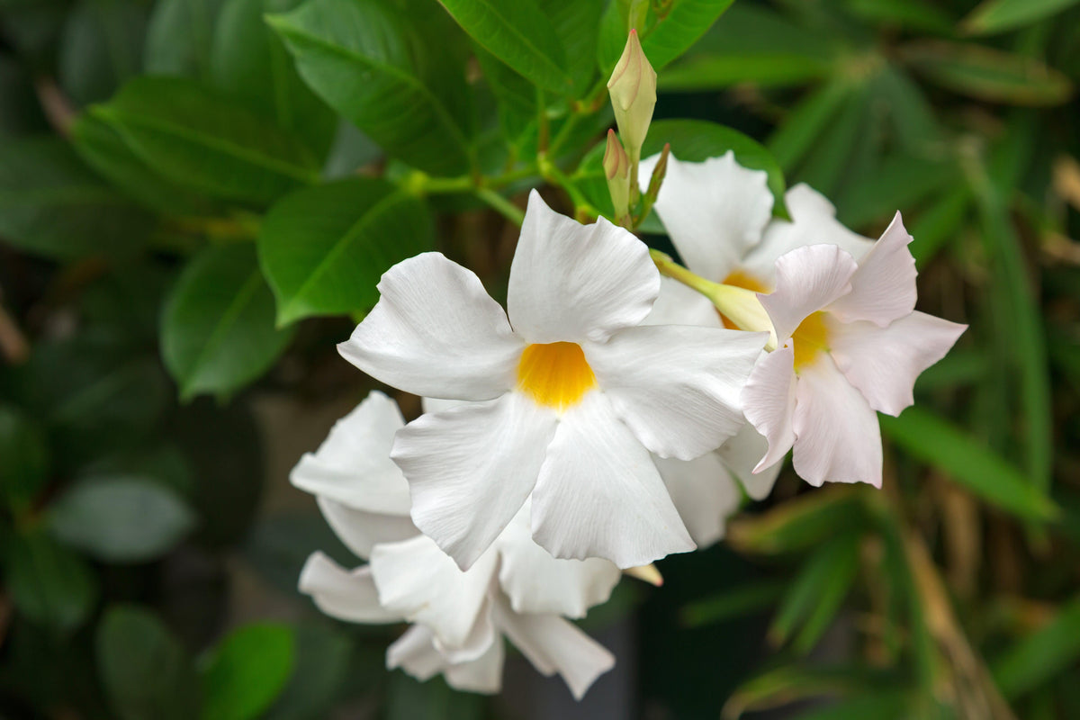 Aloha White Mandevilla - Mandevilla 'Aloha White'