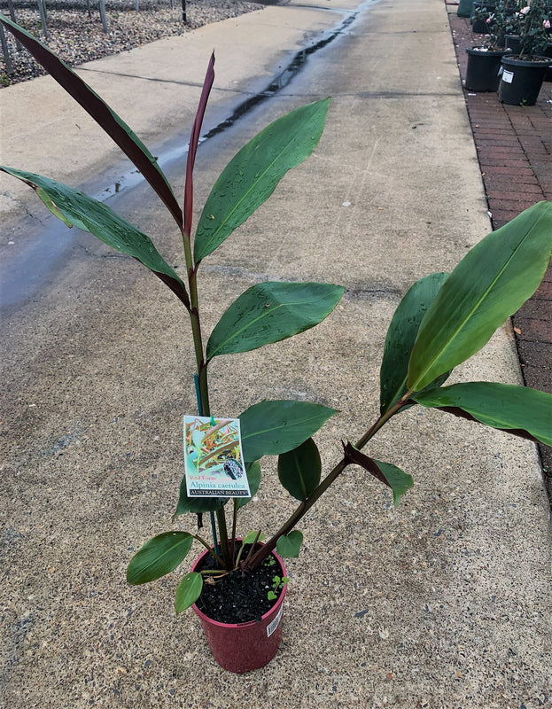 Alpinia caerula