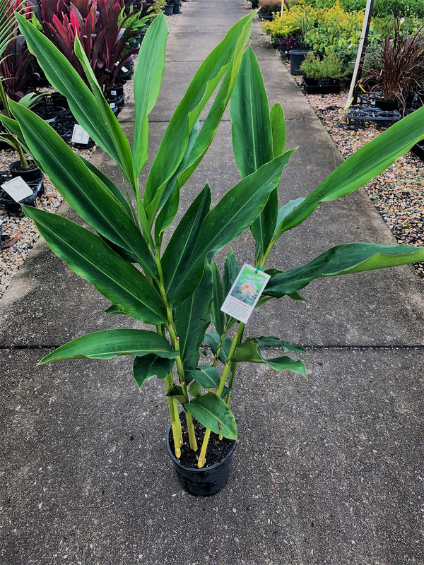 Alpinia malaccensis