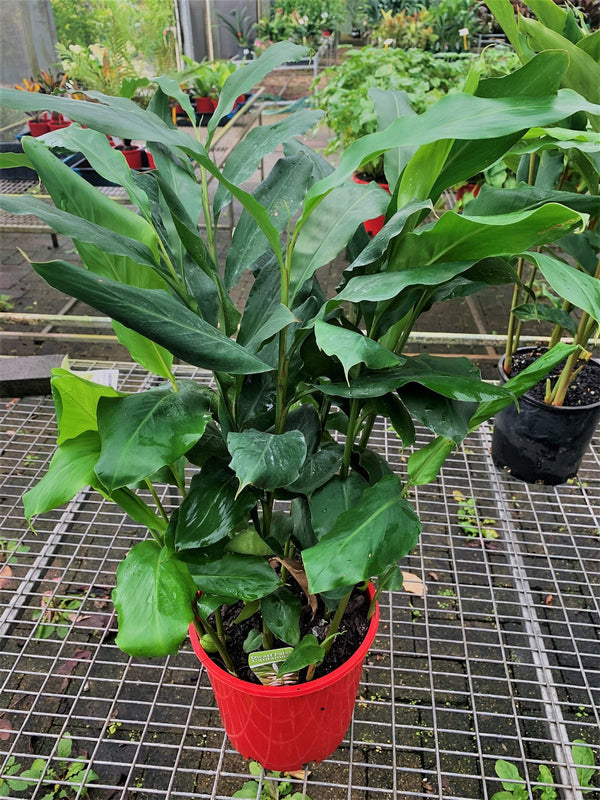 Alpinia nutans