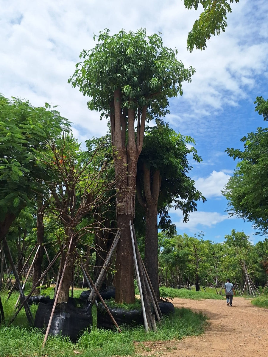Alstonia scholaris, Milky Pine. Advanced field grown specimen in nursery production, showing the whorled leaf rosettes and tiered branching of the species.