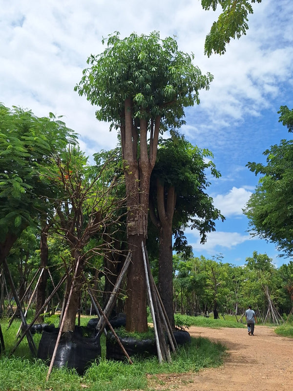 Alstonia scholaris - Milky Pine