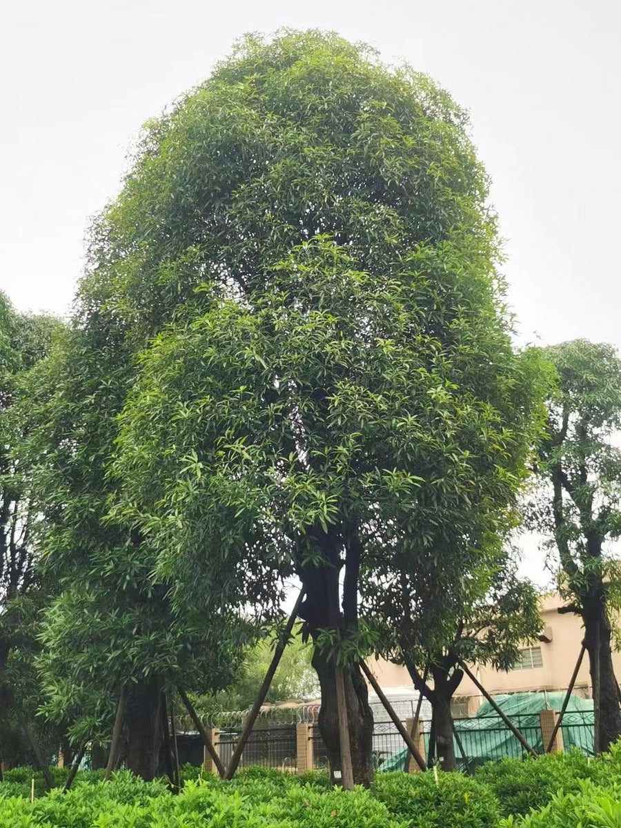 Amygdalus communis
