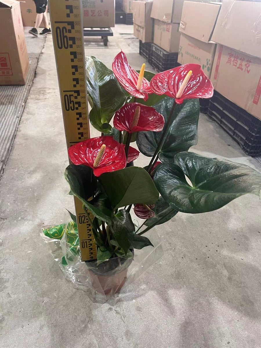 Anthurium andraeanum