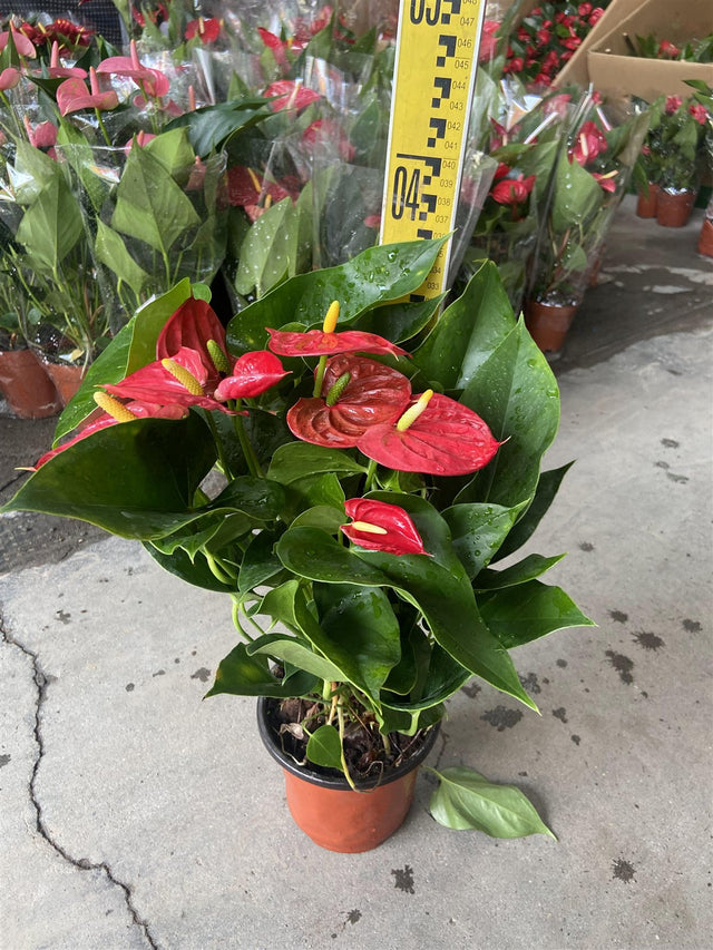 Anthurium red