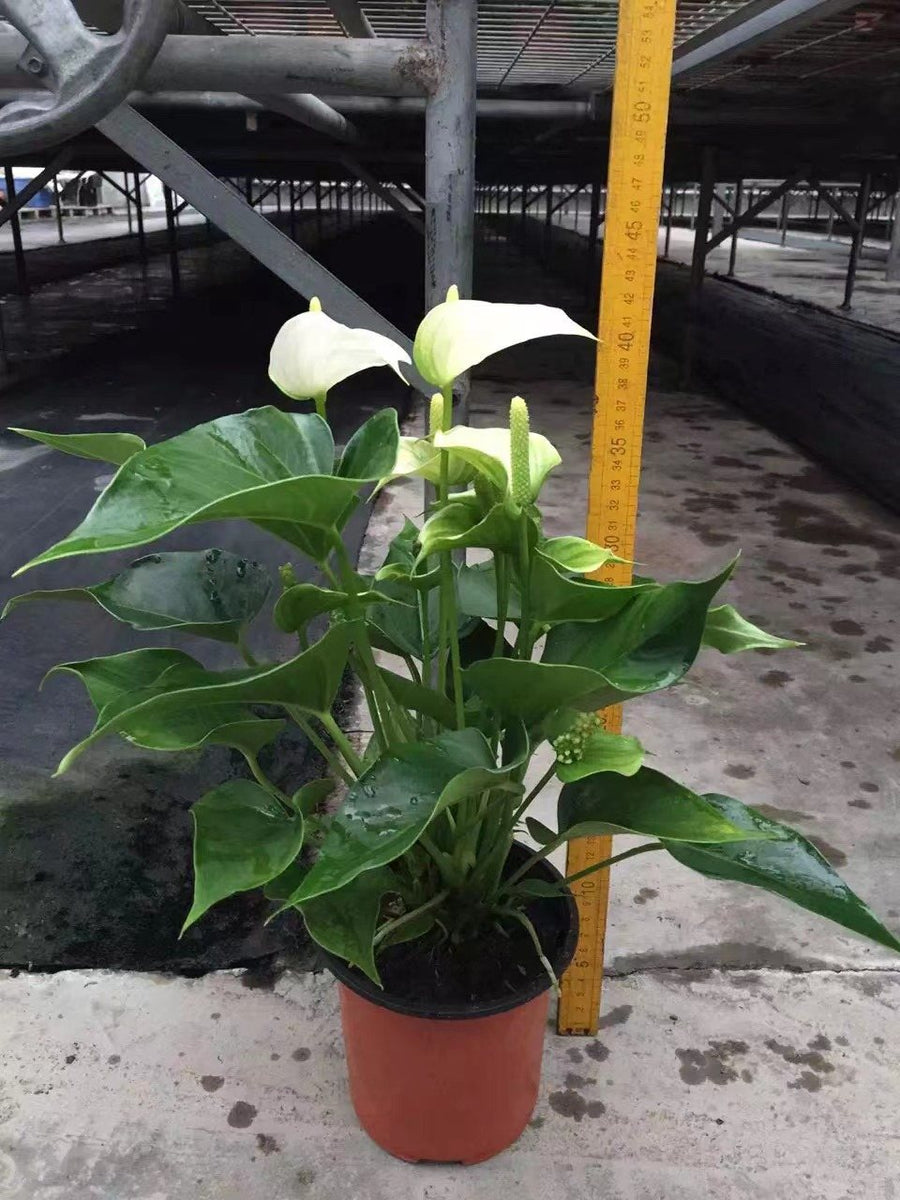 Anthurium white