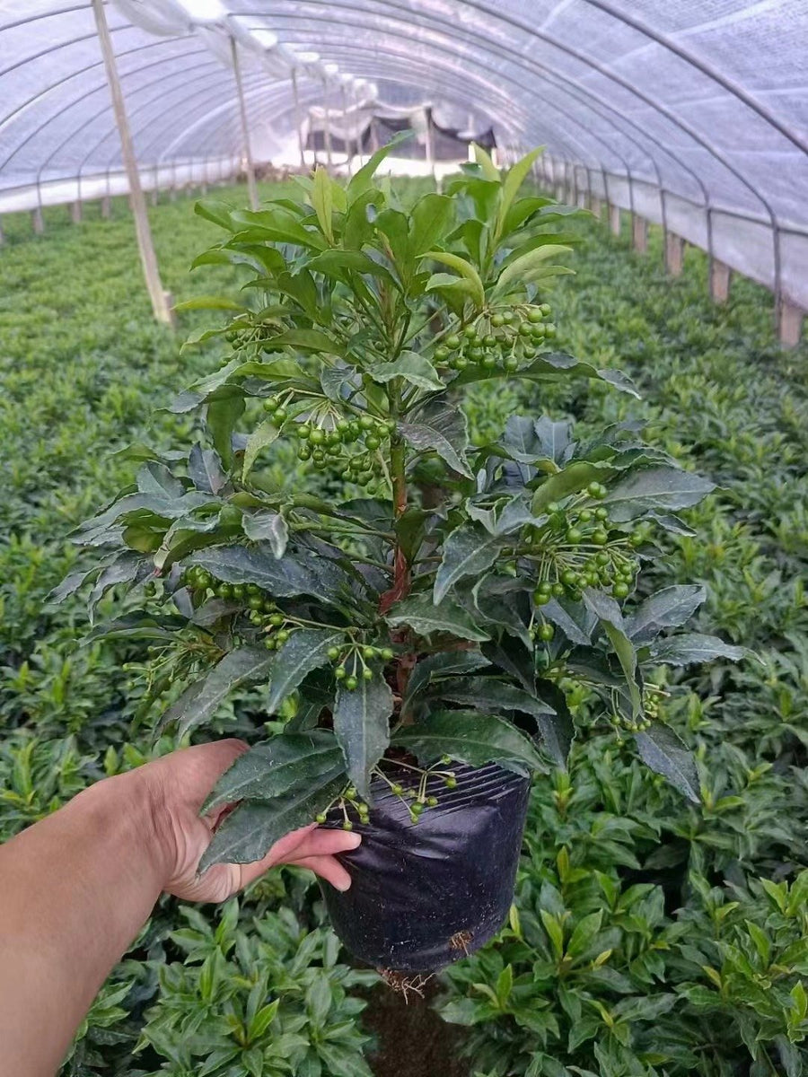 Ardissia crenulata