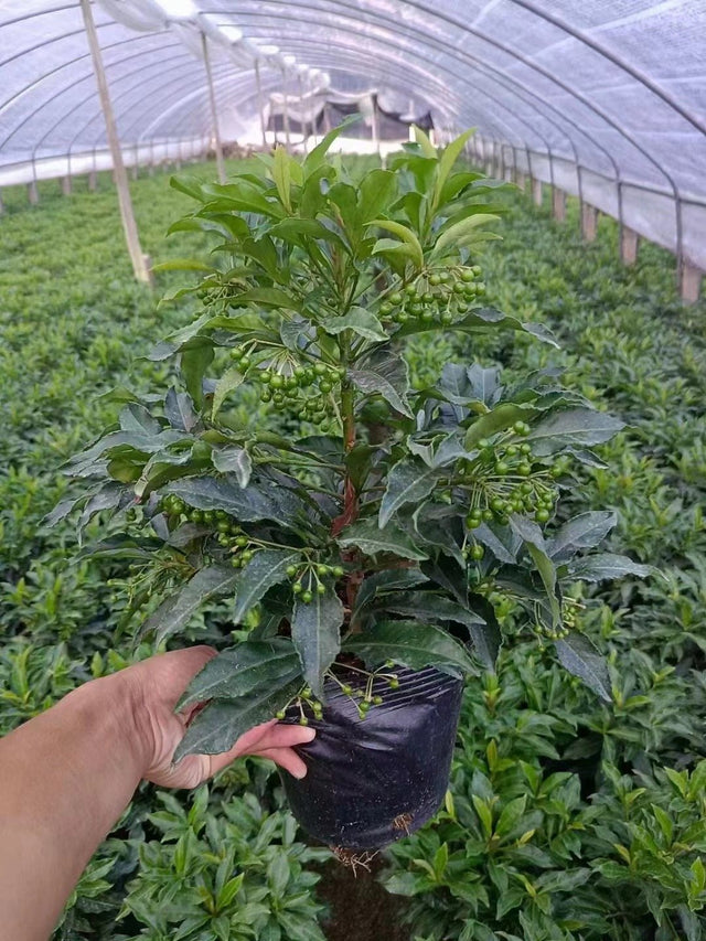 Ardissia crenulata