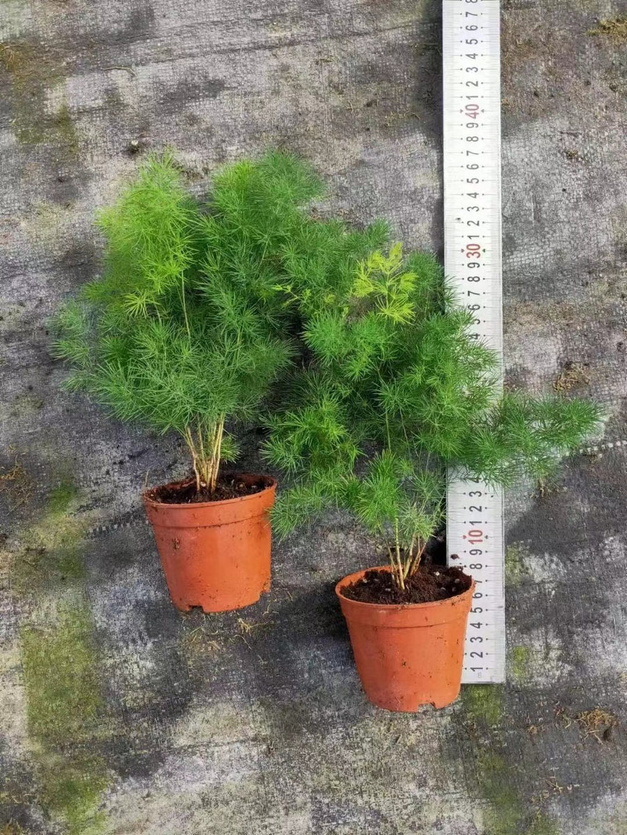 Asparagus densiflorus