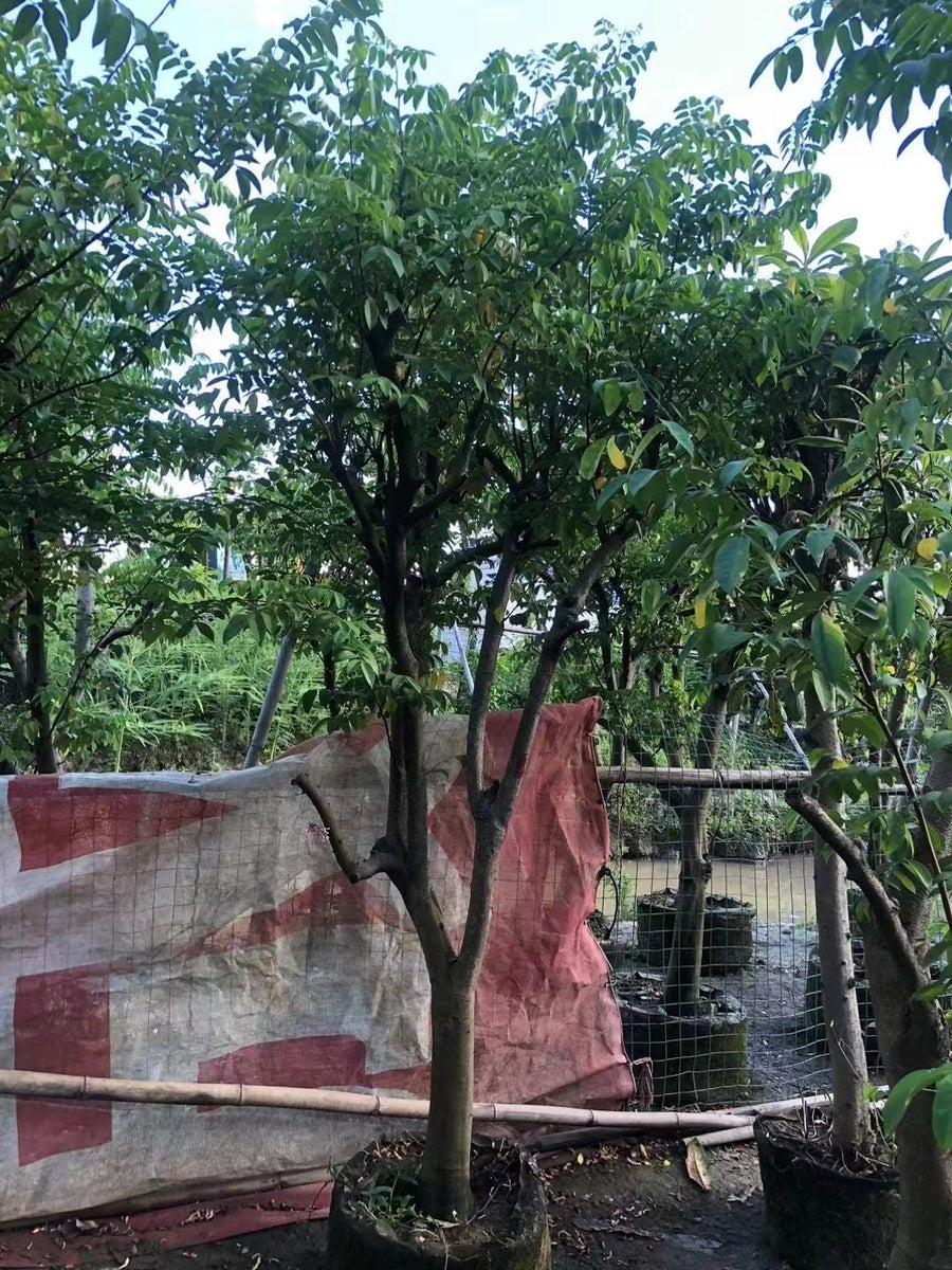 Averrhoa carambola
