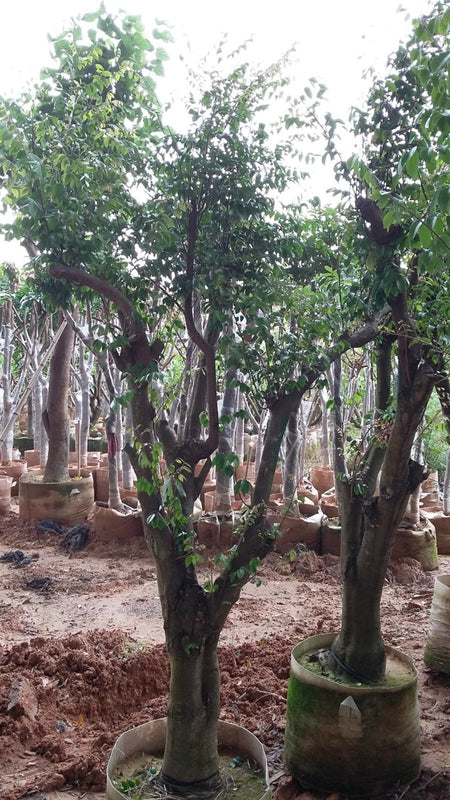Averrhoea carambola