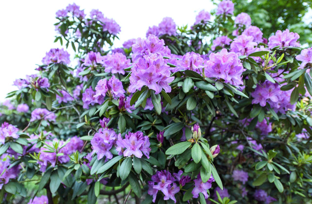 Dreamtime Indica Azalea - Azalea indica 'Dreamtime'