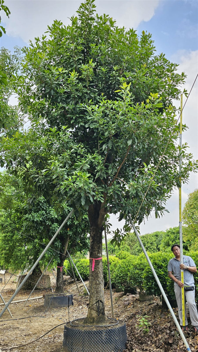 Barringtonia acutiangula