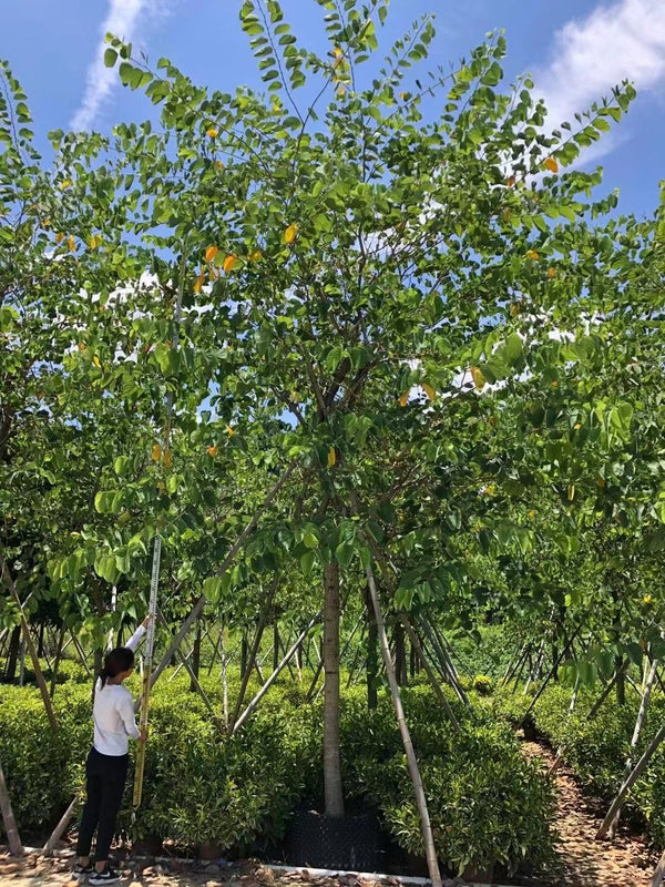 Bauhinia x