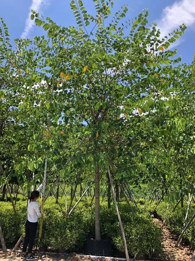 Bauhinia x