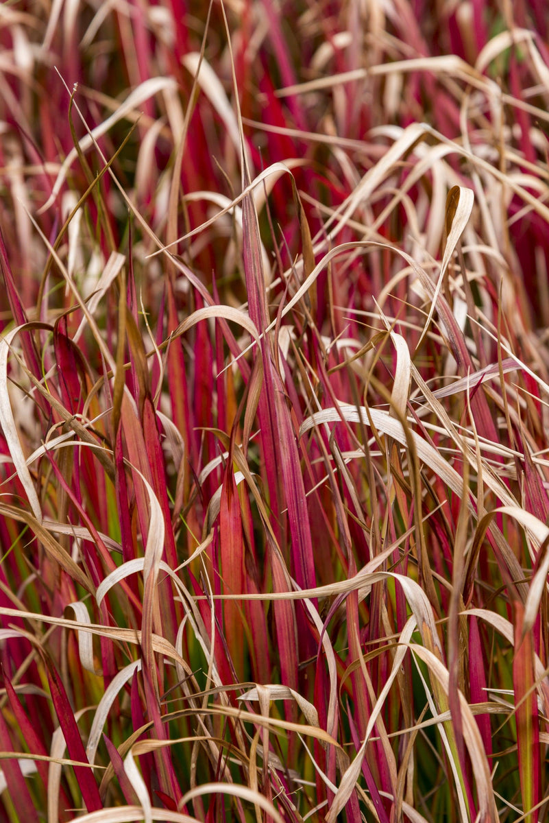 Belinda's Find Hook Sedge - Uncinia rubra 'Belinda's Find'