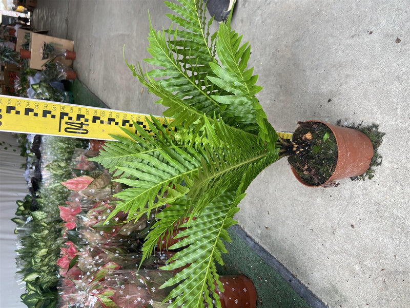 Blechnum 'silver