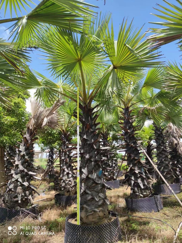 Borassus flabellifer