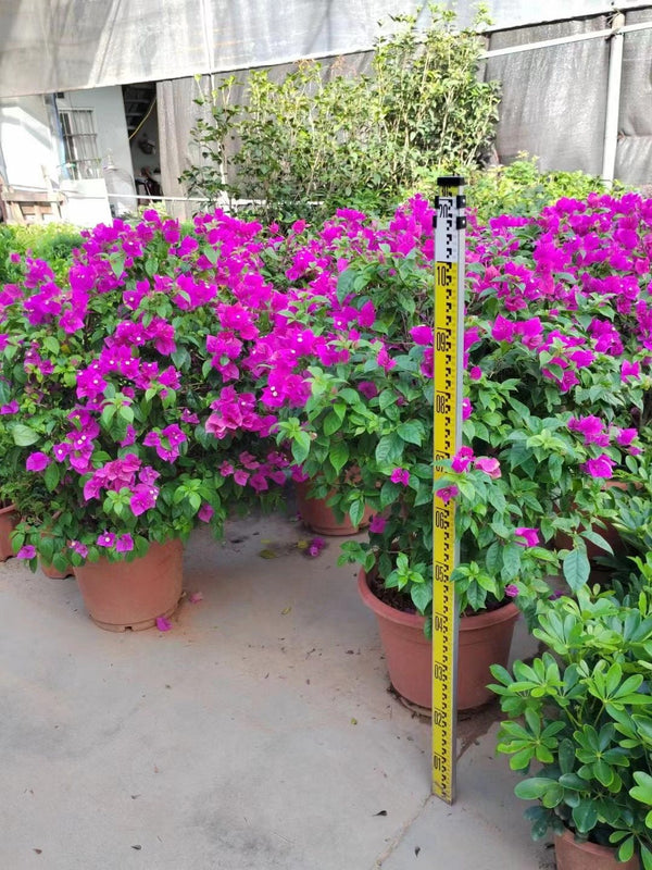 Bougainvillea globra